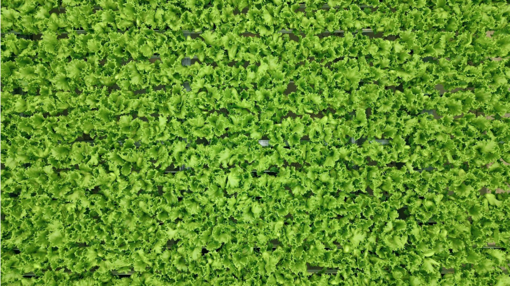 Clean lettuce served at Aladdin's
