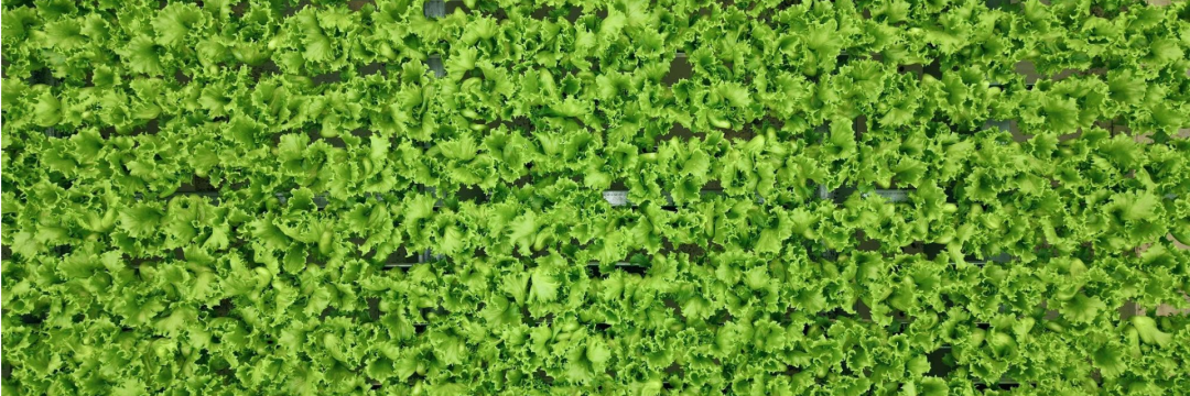 Clean lettuce served at Aladdin's